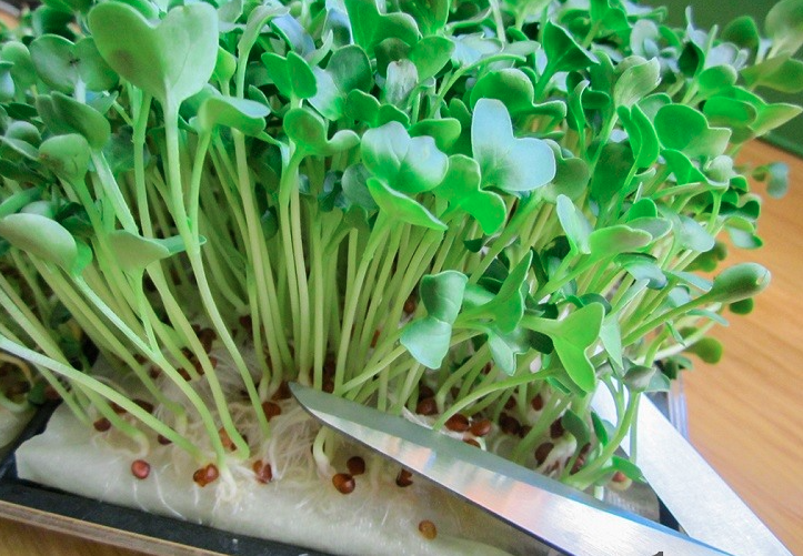 Bật mí cách trồng rau mầm đơn giản tại nhà