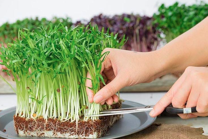 Bật mí cách trồng rau mầm đơn giản tại nhà