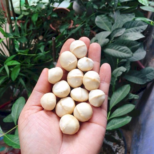 Nhân Macca Đắk Lắk