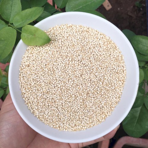 Quinoa