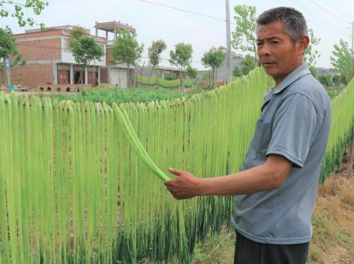 Công dụng từ rau tiến vua khô bạn đừng bỏ qua
