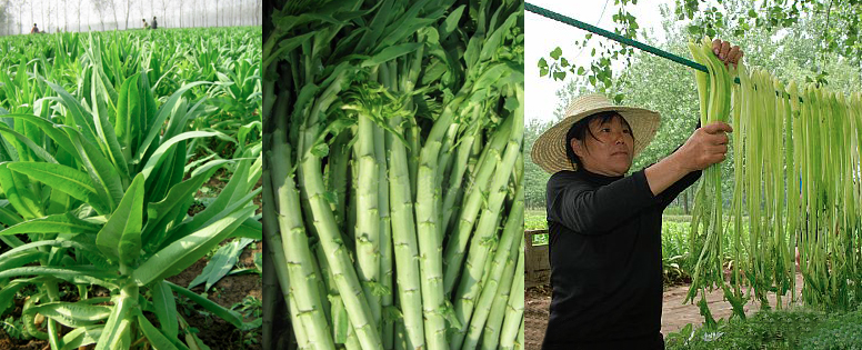 Công dụng từ rau tiến vua khô bạn đừng bỏ qua