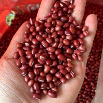 Địa chỉ bán đậu đỏ ta ngon giá tốt Đậu Đỏ Ta