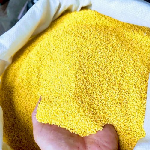 Kê Nếp Việt Nam