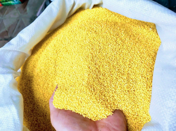 Kê Nếp Việt Nam