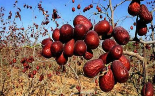 Táo Đỏ Tân Cương