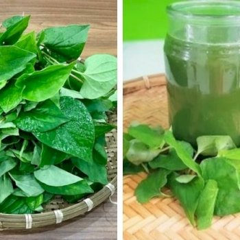 Ngày hè bạn nên thử ngay loại rau thanh mát ví như nhân sâm ngay nhé